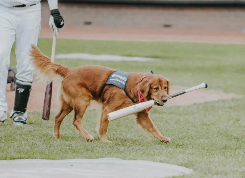 A dog carrying a baseball bat on the baseball field