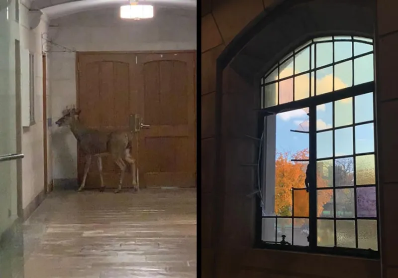 A deer wandering indoors and a broken window.