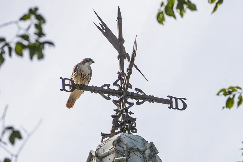 A hawk sits on a weathervane.