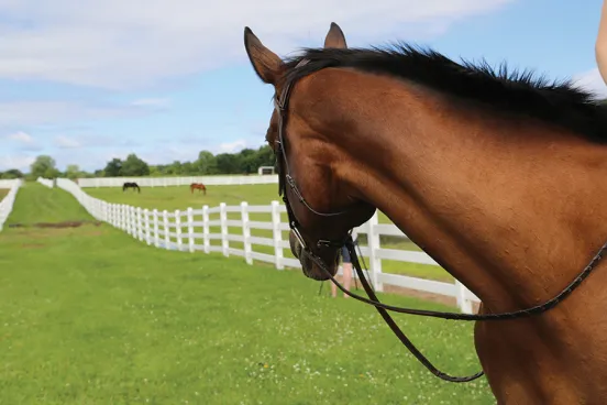 Horse in a field