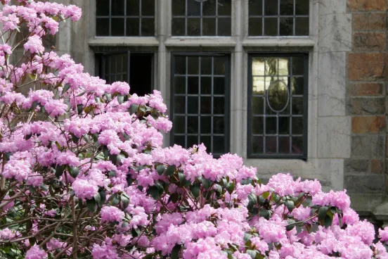 Beauty image of the azaleas in bloom in the Law School Courtyard