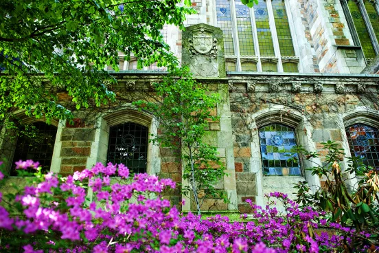 Beauty image of azaleas in the courtyard