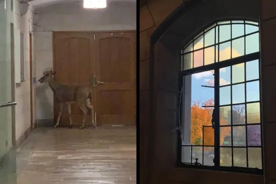 A deer wandering indoors and a broken window.