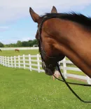 Horse in a field