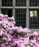 Beauty image of the azaleas in bloom in the Law School Courtyard