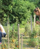 At a recent Service Day, Michigan Law students volunteer  at an urban garden in Detroit.