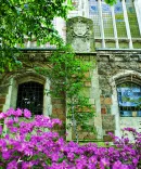 Beauty image of azaleas in the courtyard